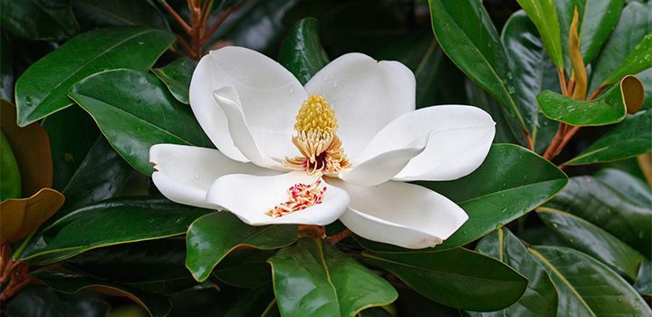 magnolia